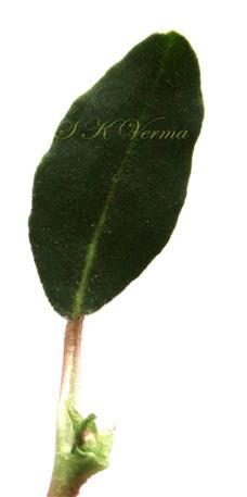  Leaf-Adaxial view